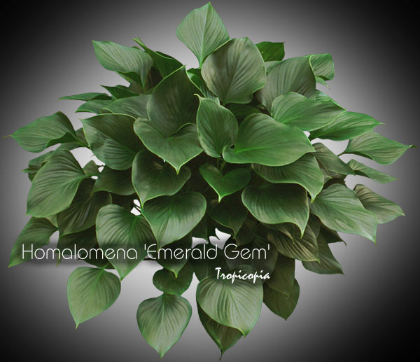 Foliage plant - Homalomena 'Emerald Gem' - 